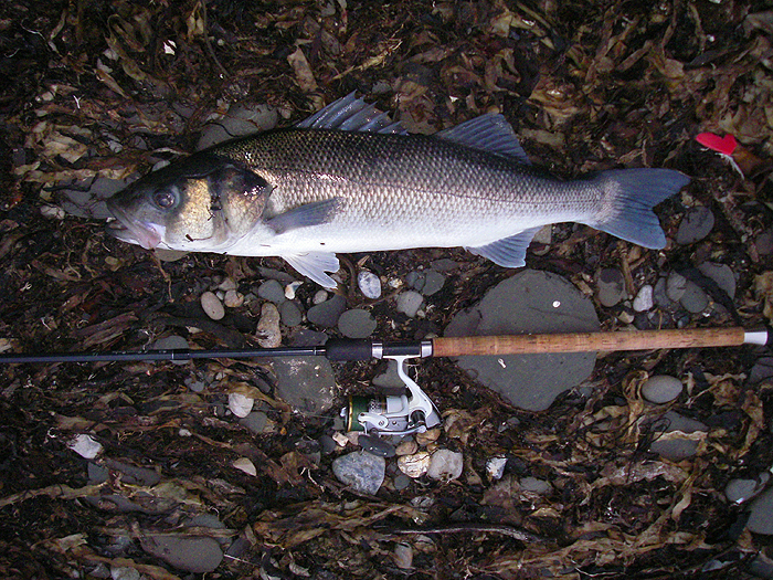 Yet another on freelined bait.