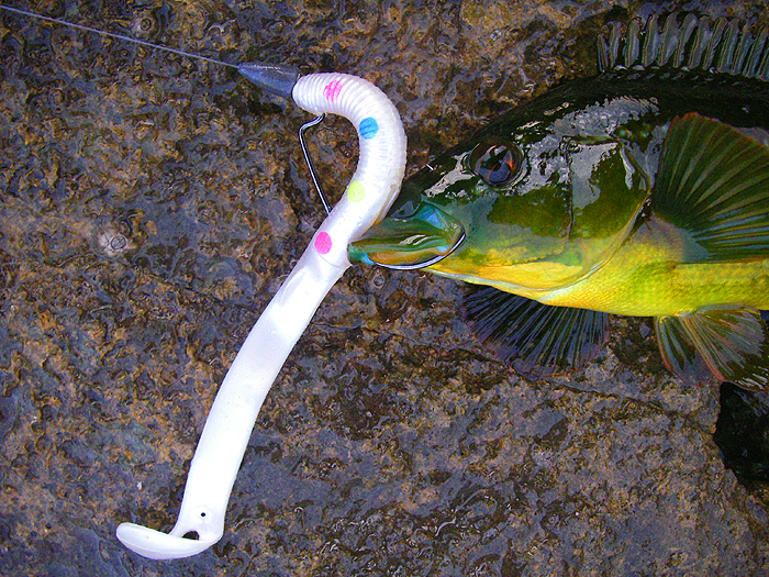 This one took a Redgill Evo-Stix lure.