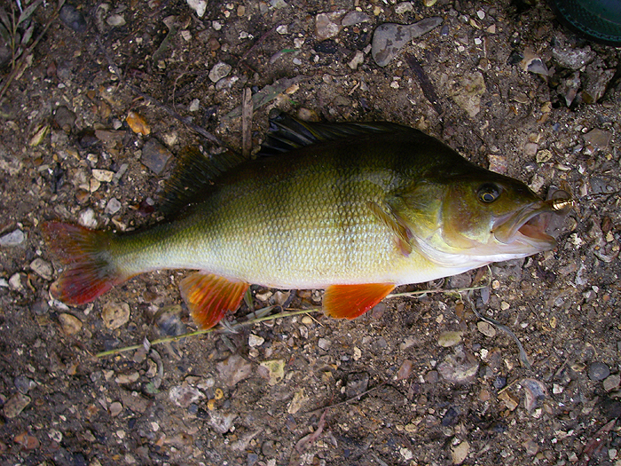 This one took my Mepps.