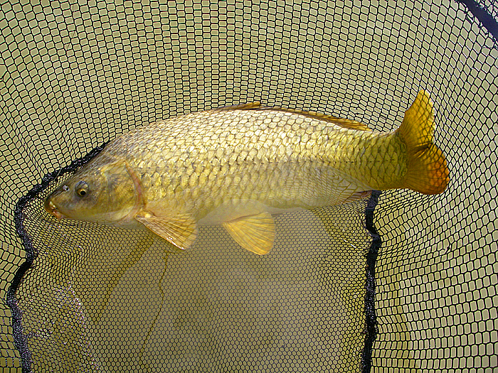 On my freelined crust.