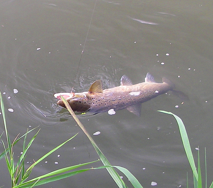 One of several I had while spinning for seatrout.