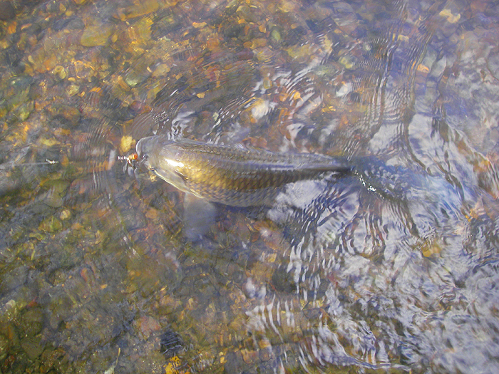 My six pounder on a Mepps.