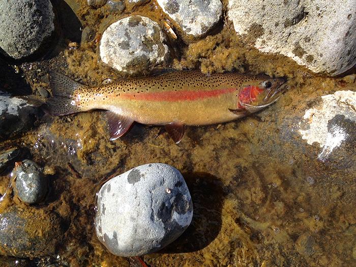Part of a big catch for Alan in NZ.