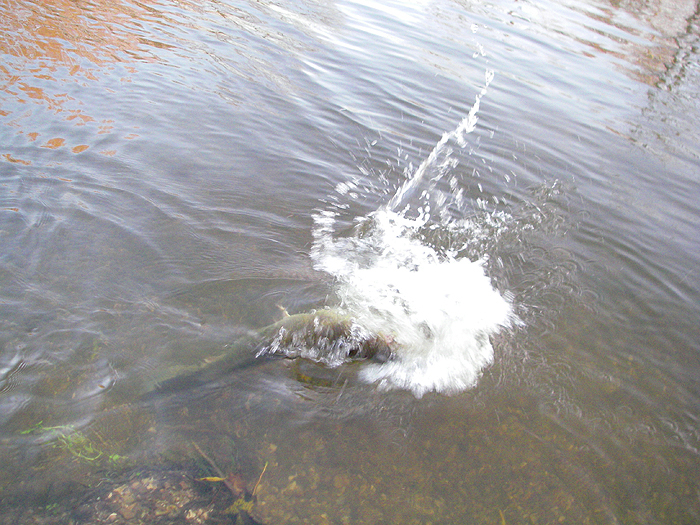 One of my most recent bits of excitement!