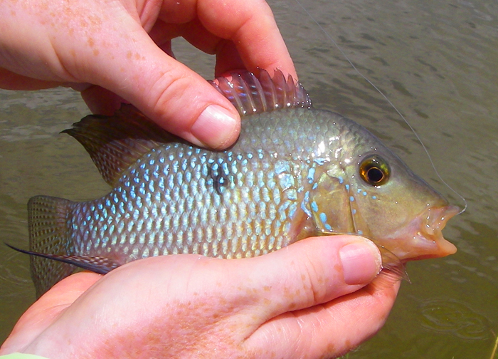 This little beauty took sweetcorn.