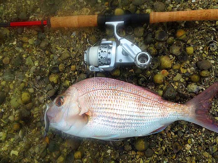 Three pounds of delicious, beautiful fish.