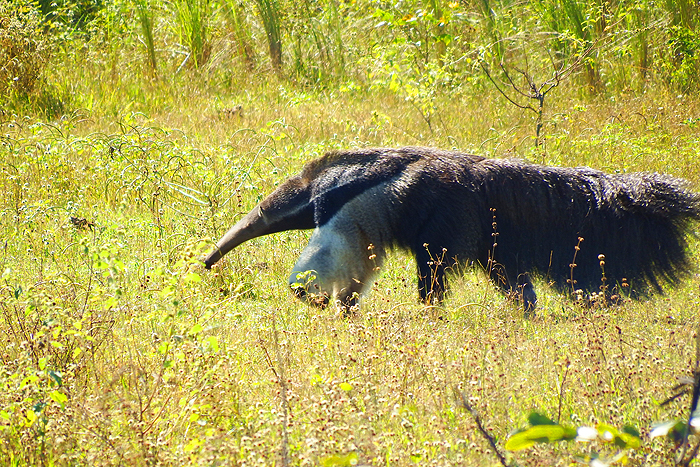 More like a walking haystack than an animal.