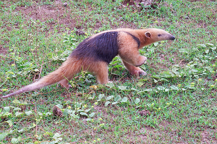 A mini version of the big anteater.