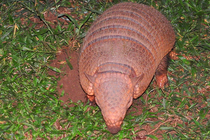 Not so easy to see because they live in burrows and generally come out after dark.