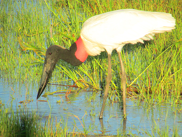 This big stork is hunting fish and frogs in the flooded grass.