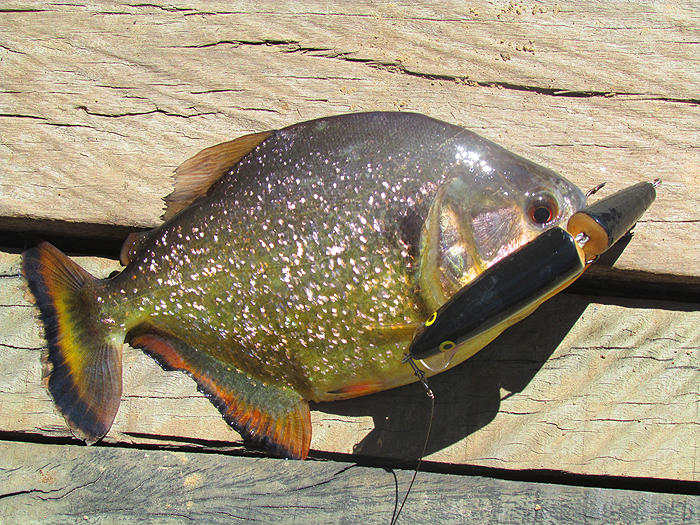 Switching to a hard plug produced fish.