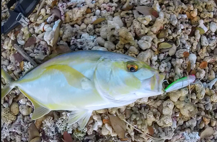 Another spotty monster.