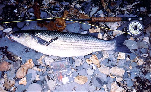 This mullet took a small Delta eel.  Not usually the sort of fly for mullet.