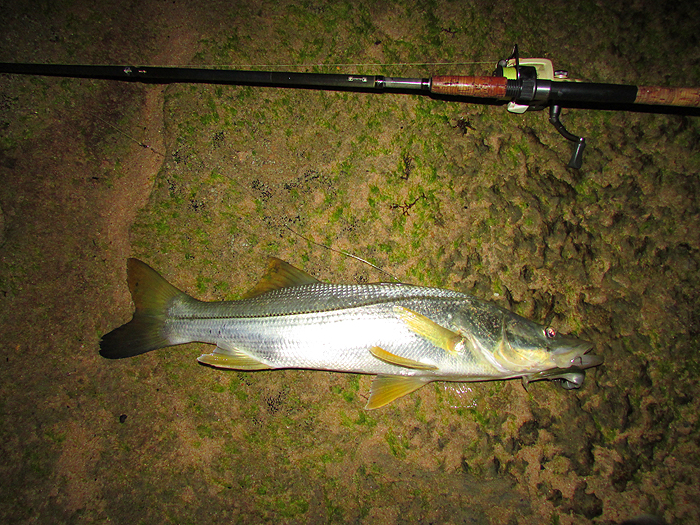 Another spotty monster.