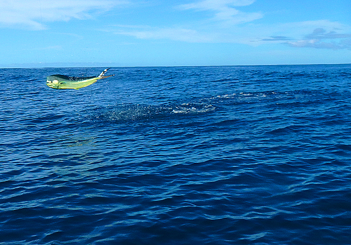 Another spotty monster.