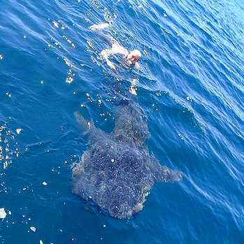 Another spotty monster.