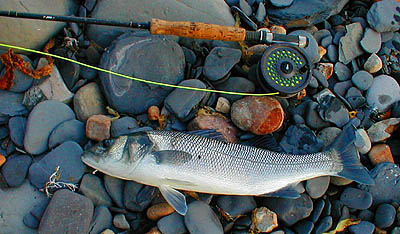 Despite a lively fight this fish was landed, without a net, on a barbless fly.