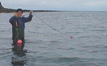 These nets are often set very close to the shore.  Not only do they affect bass stocks and interfere with angling but they trap many crabs and small fish as they hang loosely in the shallow water.  A four pound mullet became caught by the lips shortly after I took this picture.