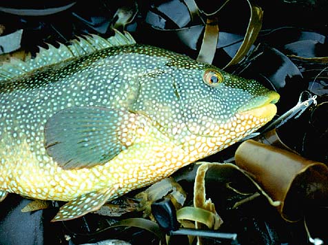 Wrasse of this size are not uncommon catches on shallow diving plugs.