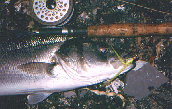 This fish was caught first cast.  Catching a schoolie on a maggot fly had prompted me to switch to the streamer.