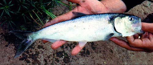 These fish really do look like herrings but only the black spot behind the gill cover is easily visible out of water.