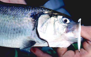 Little Redgills or Delta eels tempt predatory shad.