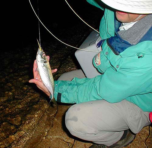 Note the reddish/violet irridescence on the eye.  The entire body flashes this colour or yellow as the fish turns in the water.