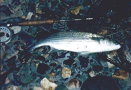 If your first sea fish is a decent mullet it's a good start.