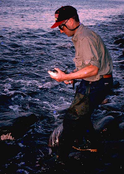 Keith carries the mullet back to the edge of the sea.