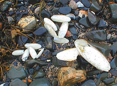 It certainly matters to fish and fishfood animals.  Cuttlefish 'bones' are the buoyancy regulators of these relatives of the squid.