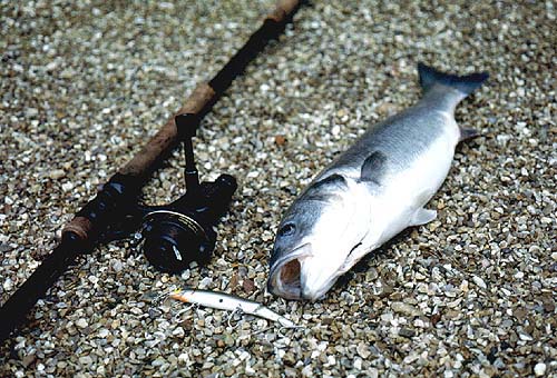 Even big fish can easily be slid ashore on a sloping beach.