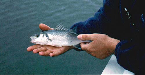 Undersized bass are all released but members of BASS now put back almost all their catches, whatever the size.