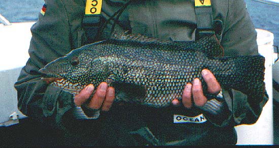 This fish took a 13cm plug trolled behind the boat.