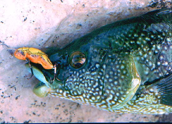 This fish was caught in shallow water using a 'crayfish' imitation.