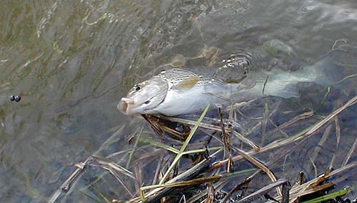 A fish caught on legered maggot.