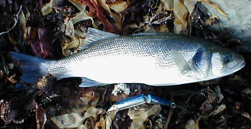 The bass often continue to take lures well after dusk.