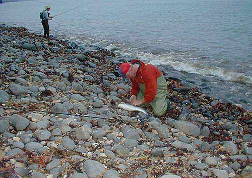 A fish of well over six pounds that took the maggot fly.