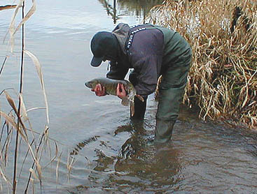 This fish 'might' have taken a fly but bait is usually more effective.