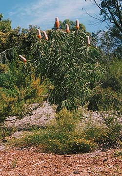 Banksias were flowering even in the autumn.