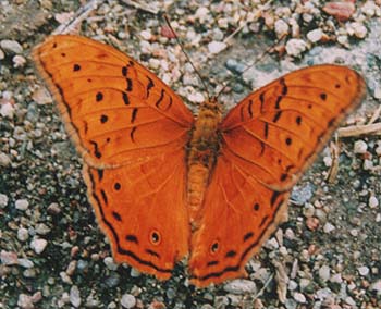 Butterflys of all shapes and sizes were everywhere in Queensland.