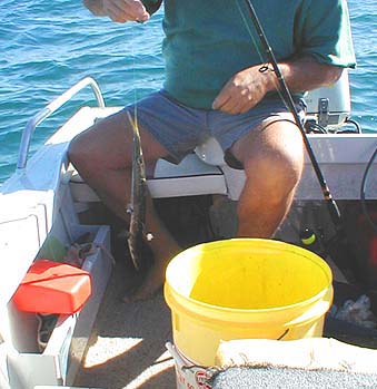 This small species of barracuda lurks in the weedy areas.