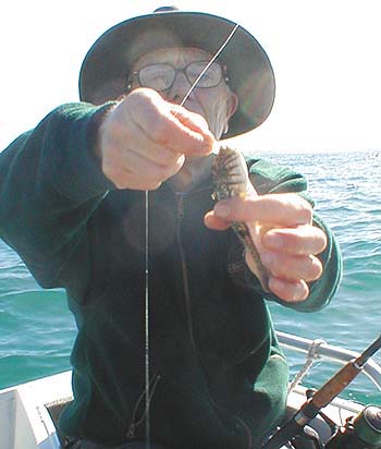 Known as southern toadfish these little devils have unbelievably powerful jaws and are detested bait stealers.