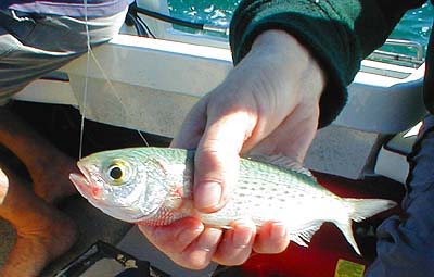 These lovely little fish fight like hell. I believe that they feed on seaweed fly maggots (like bass and mullet) so they must be superb fly sport from the beach.