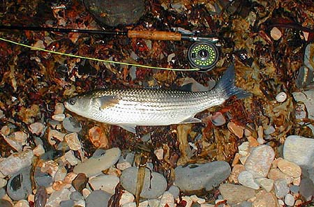 Being dumped on a pile of rotting seaweed is about the least abuse that this reel can expect.