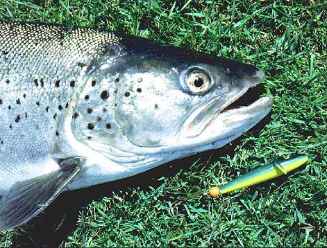 Where there is a decent flow of water wooden Devon minnows, fished paternoster style, are effective baits for salmon, seatrout and many other predatory fish.