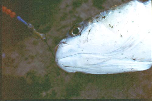 Seatrout occasionally take mullet spinners.