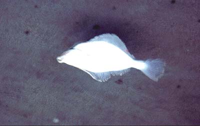 Flounders are common in most estuaries but seatrout don't usually take flounder baits.