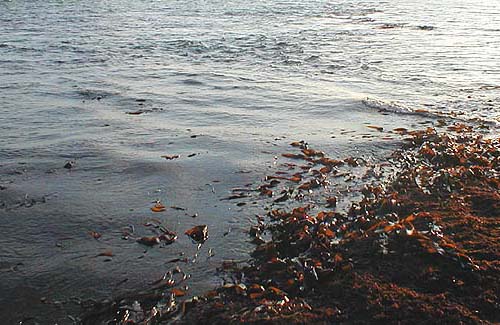 Note that the tide is still running over the ledge - no bites!.