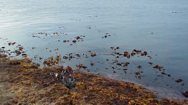 The kelp can be a problem when you are landing fish and I lost a couple as I slid them ashore.