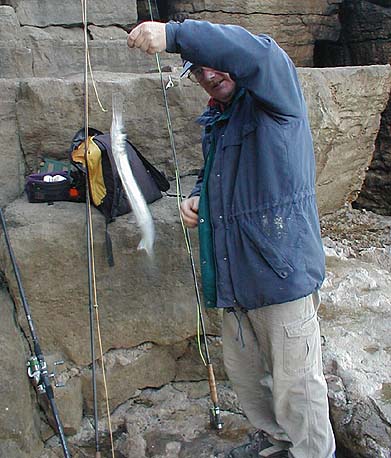 Trying to take a picture of a thrashing garfish is not easy.